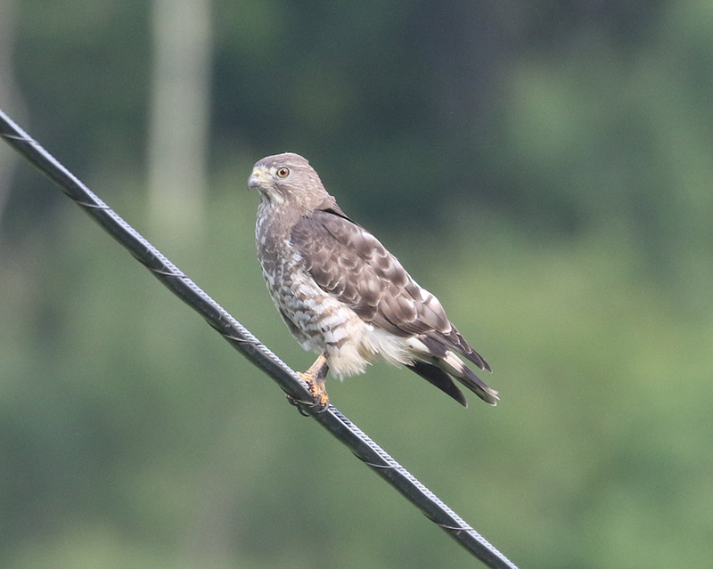Mystery bird to be identified