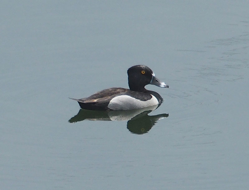 Mystery bird to be identified