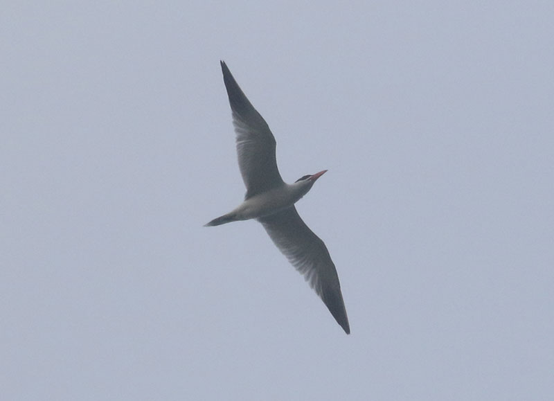 Mystery bird to be identified