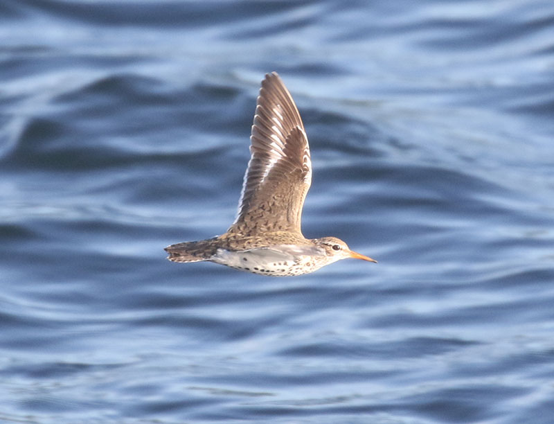 Mystery bird to be identified