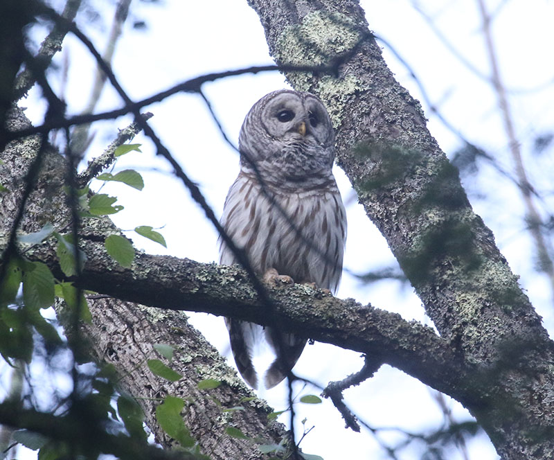 Mystery bird to be identified