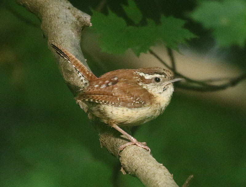 Mystery bird to be identified