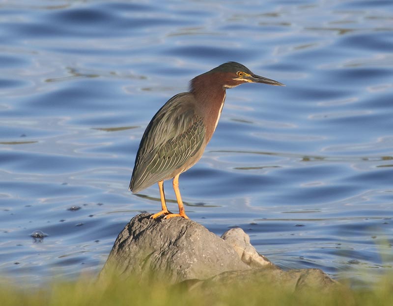 Mystery bird to be identified