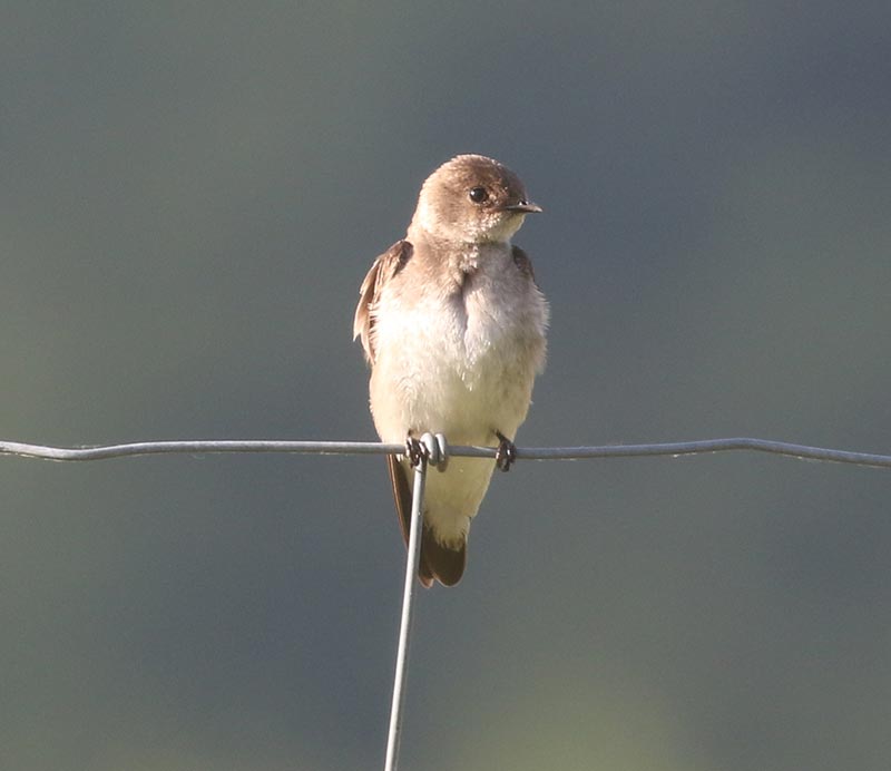 Mystery bird to be identified