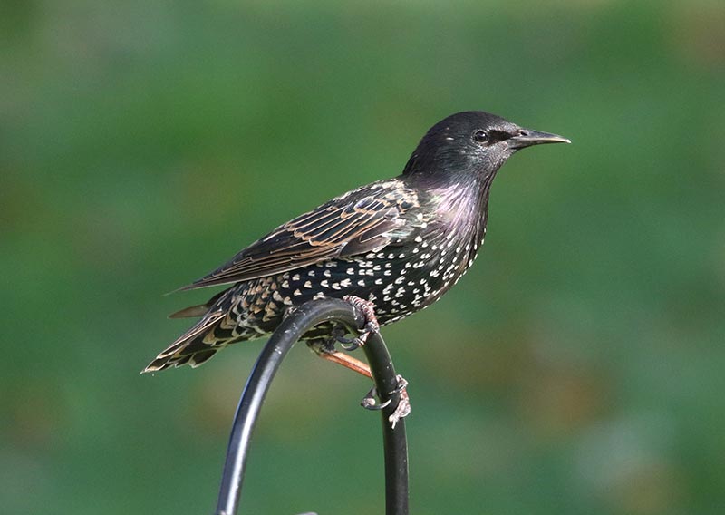 Mystery bird to be identified