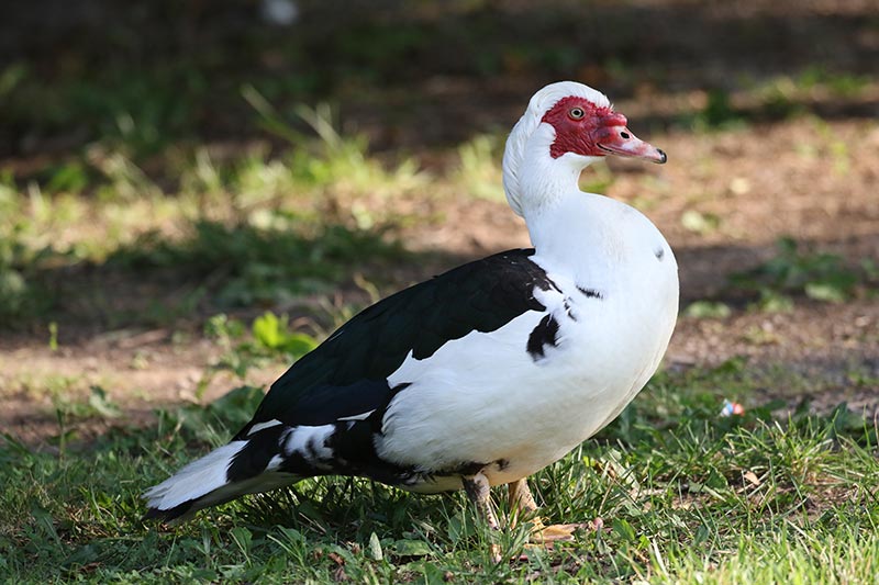 Mystery bird to be identified