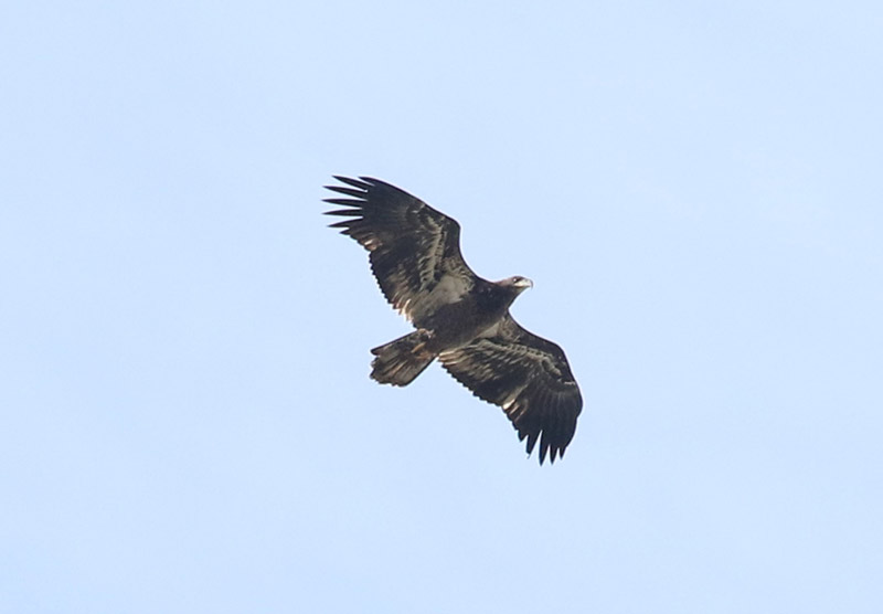 Mystery bird to be identified