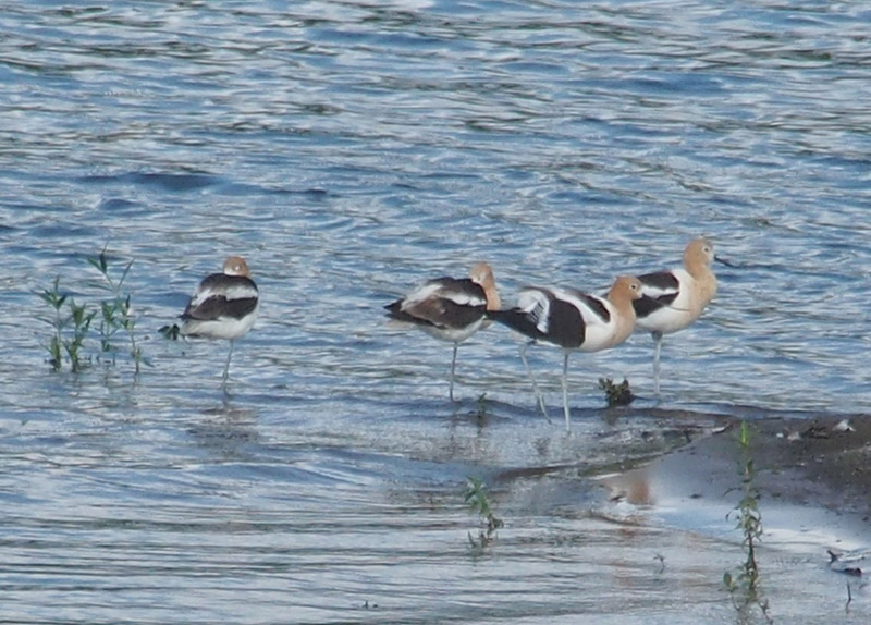 Mystery bird to be identified