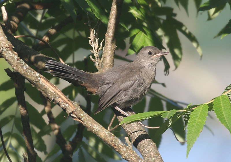 Mystery bird to be identified