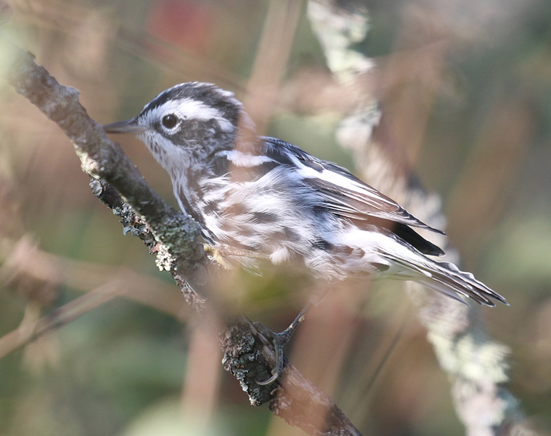 Mystery bird to be identified