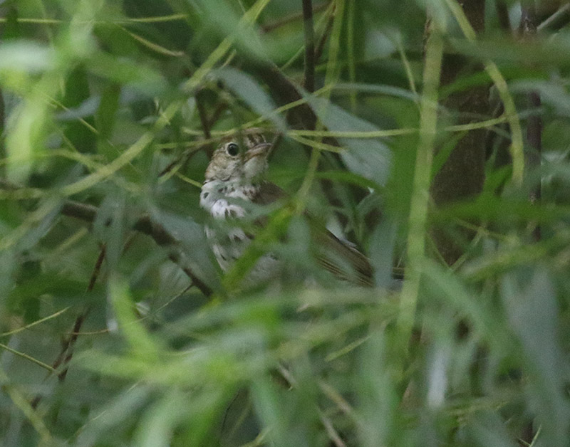 Mystery bird to be identified