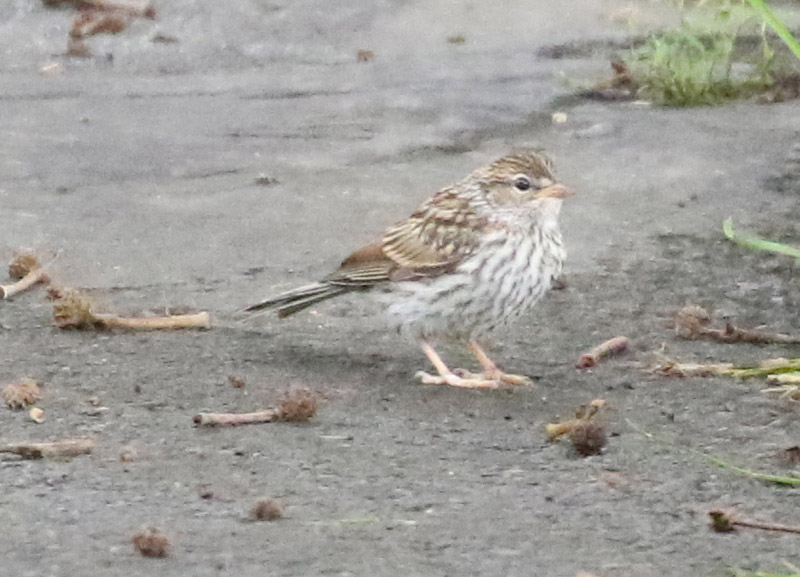 Mystery bird to be identified