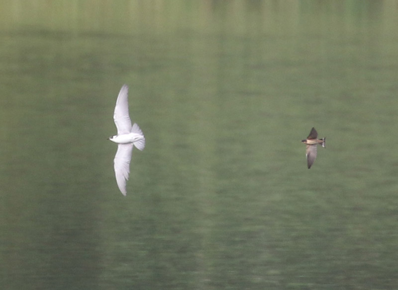 Mystery bird to be identified