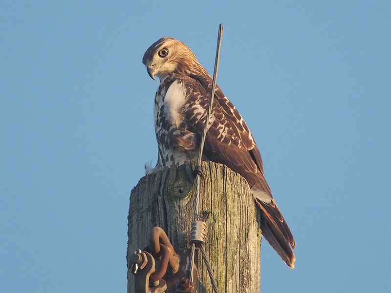 Mystery bird to be identified
