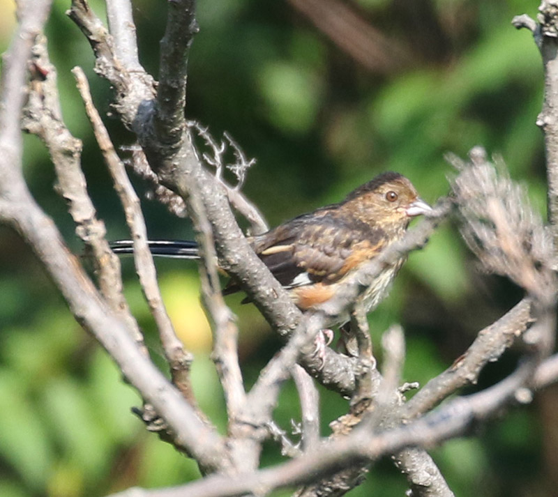 Mystery bird to be identified