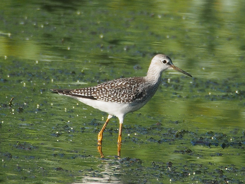 Mystery bird to be identified