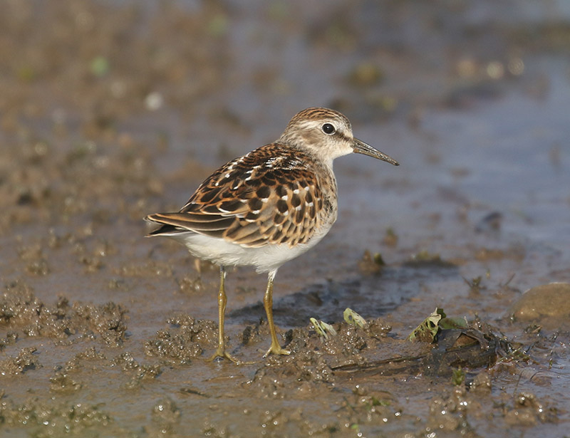 Mystery bird to be identified