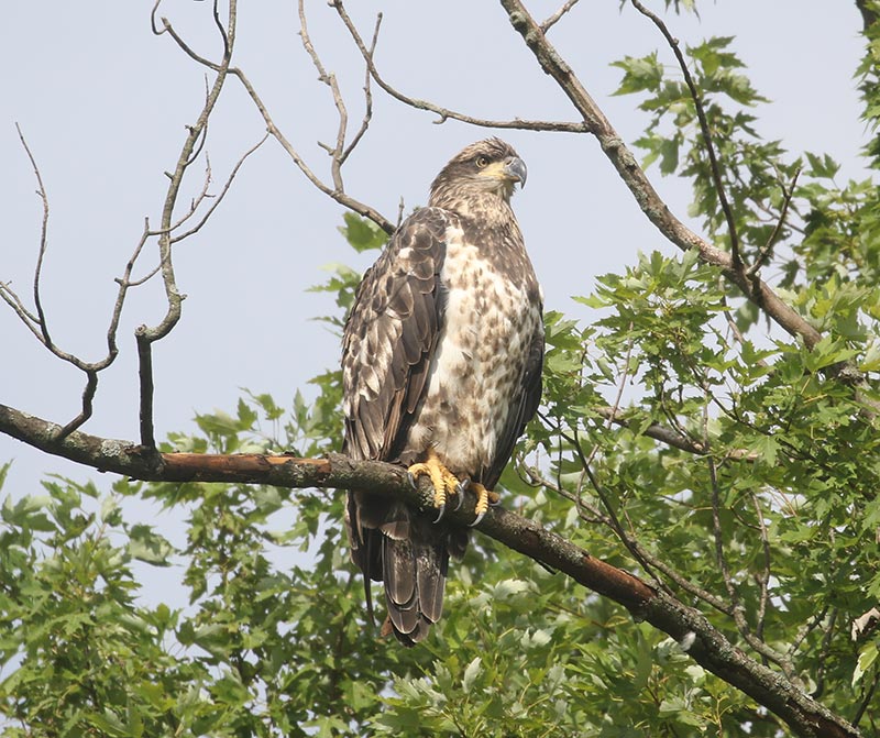 Mystery bird to be identified