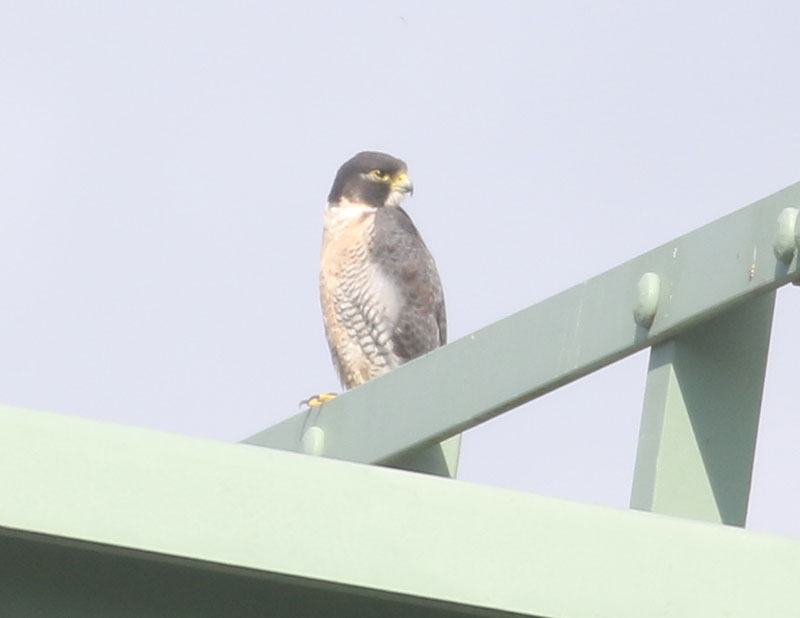 Mystery bird to be identified