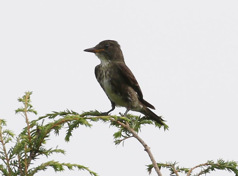 Mystery bird to be identified