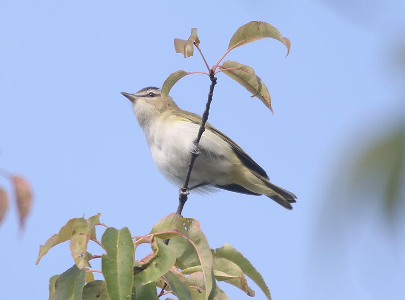 Mystery bird to be identified