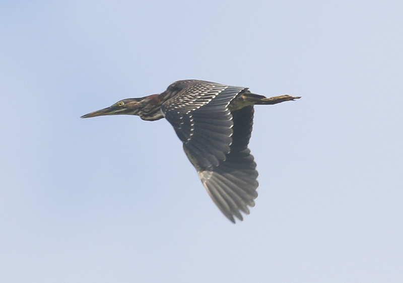 Mystery bird to be identified