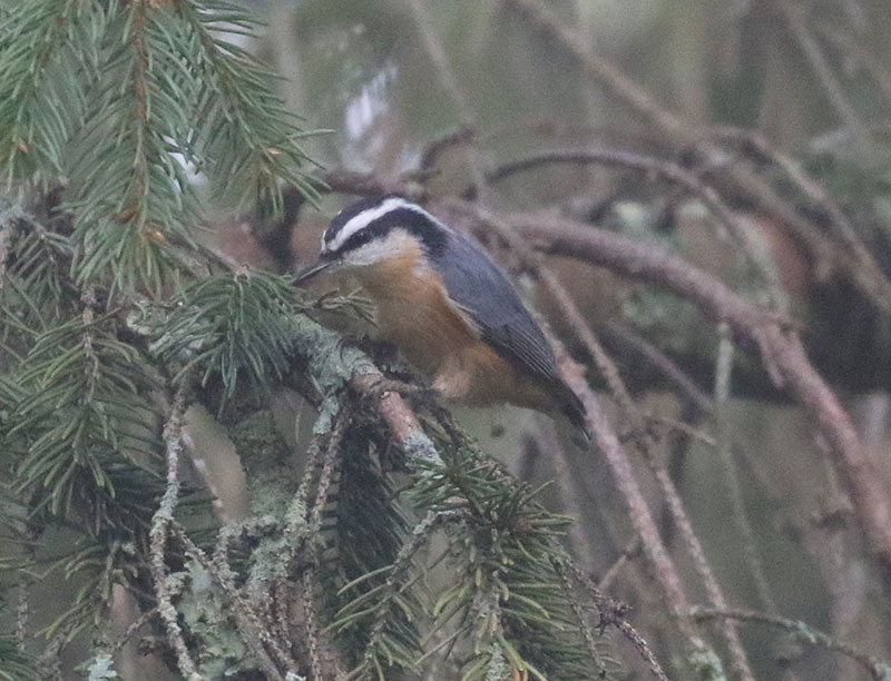 Mystery bird to be identified