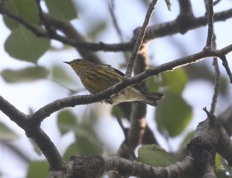 Mystery bird to be identified