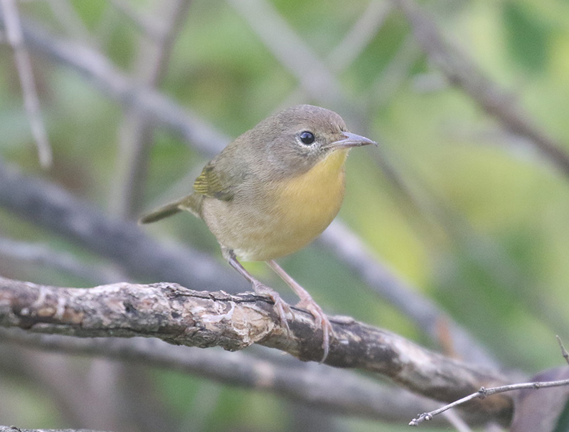 Mystery bird to be identified