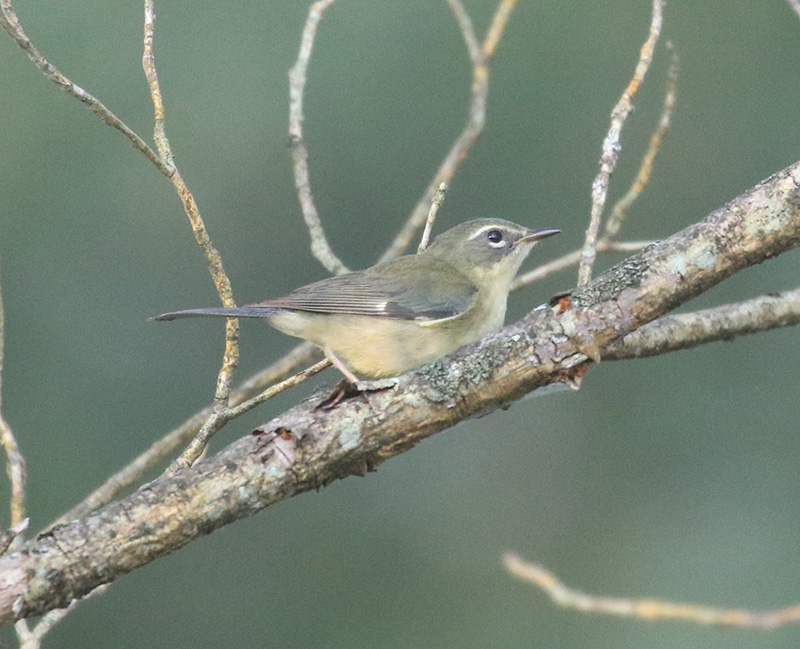 Mystery bird to be identified