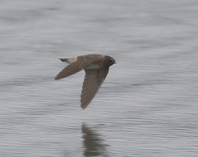 Mystery bird to be identified