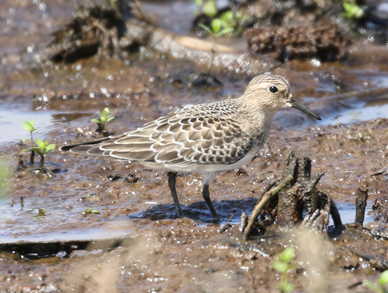 Mystery bird to be identified