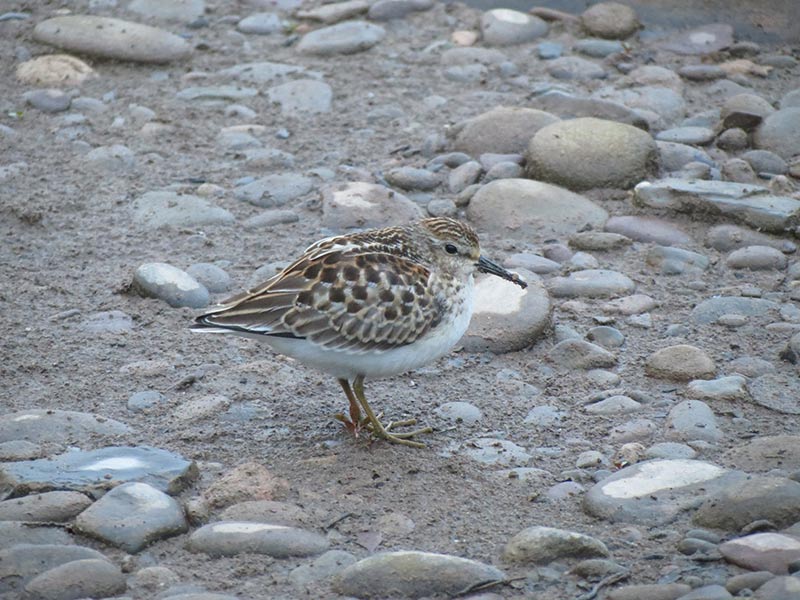 Mystery bird to be identified