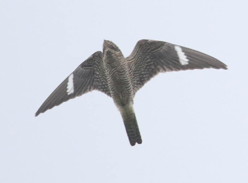 Mystery bird to be identified