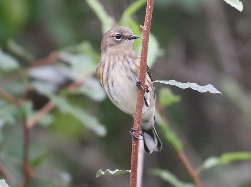 Mystery bird to be identified