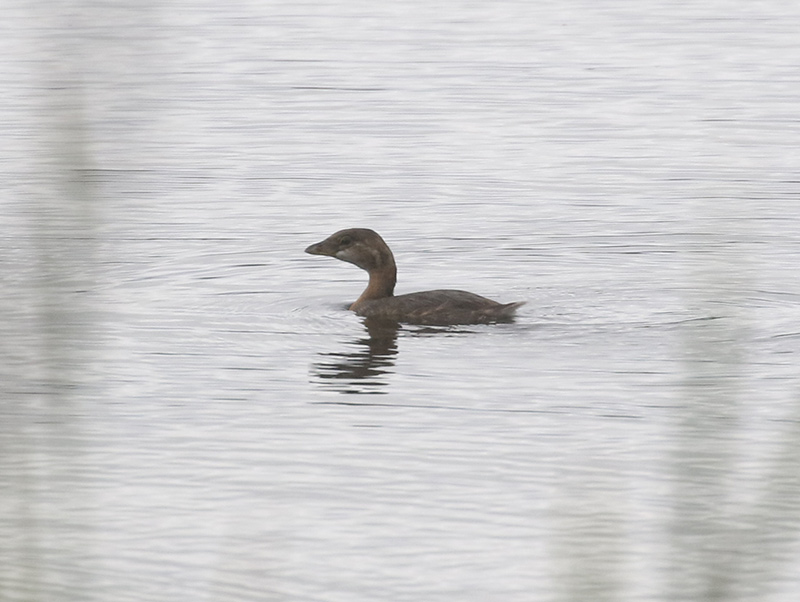 Mystery bird to be identified