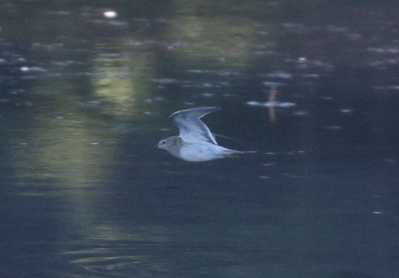 Mystery bird to be identified