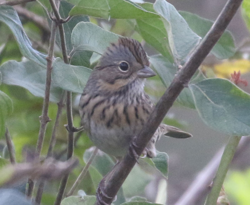 Mystery bird to be identified