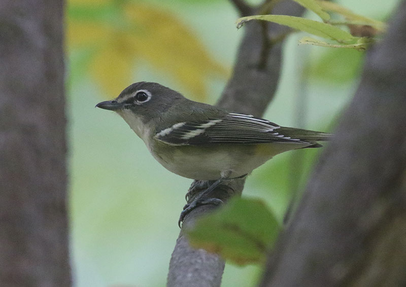 Mystery bird to be identified