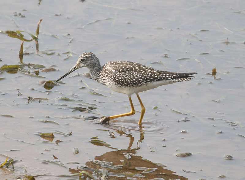 Mystery bird to be identified