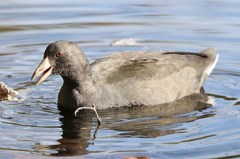 Mystery bird to be identified