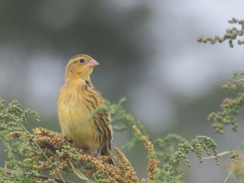 Mystery bird to be identified