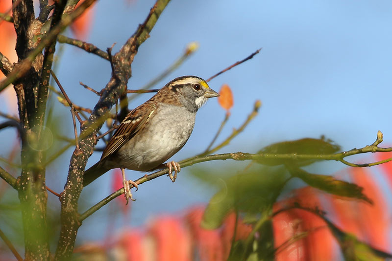 Mystery bird to be identified