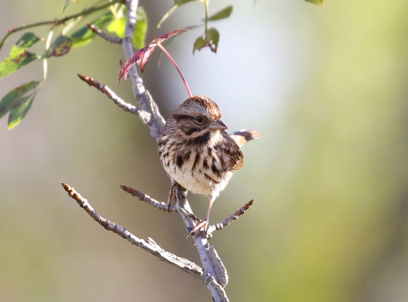 Mystery bird to be identified