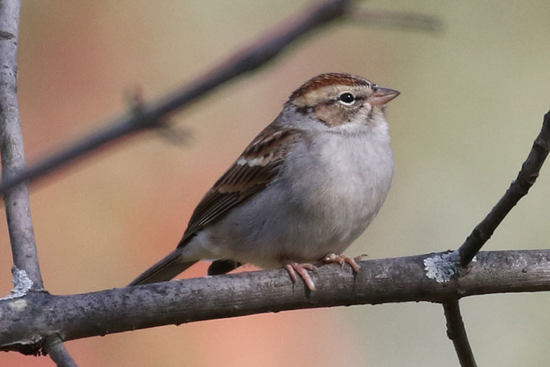 Mystery bird to be identified