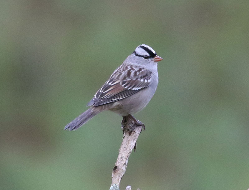 Mystery bird to be identified
