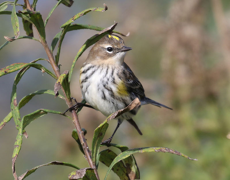 Mystery bird to be identified