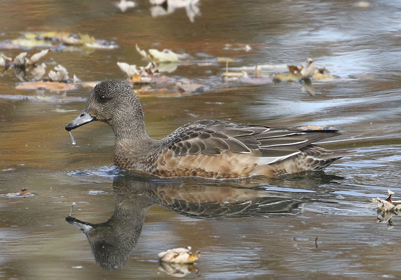 Mystery bird to be identified
