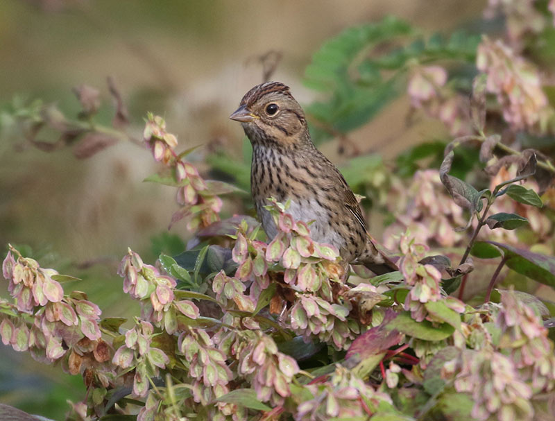 Mystery bird to be identified