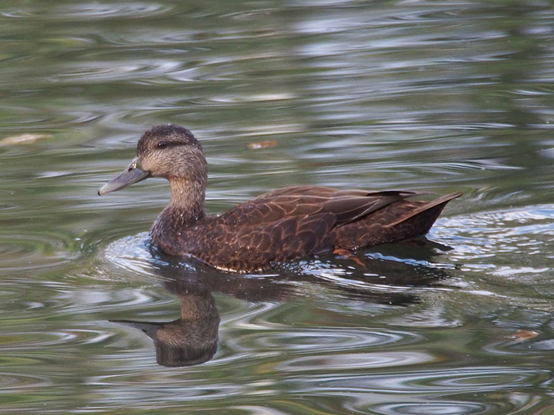 Mystery bird to be identified